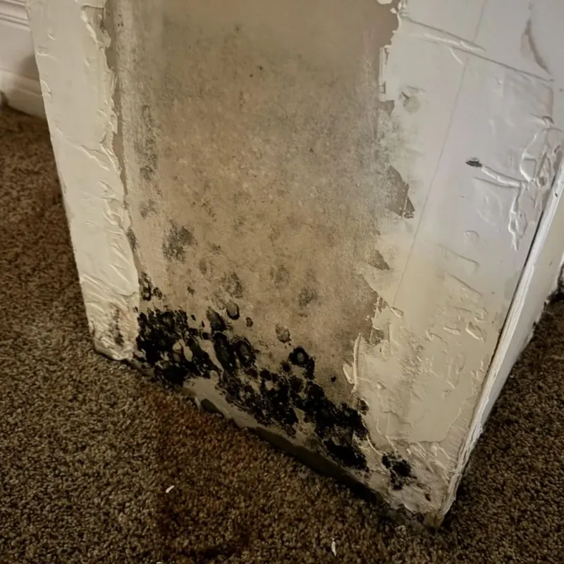 Professional Mold Removal in Weakley County, TN